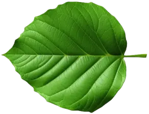 leaf1
