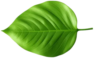 leaf2
